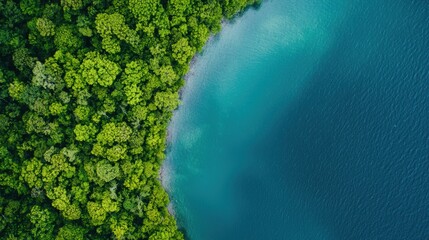 Aerial View of Lush Green Forest Overlooking Tranquil Water Body