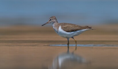 Actitis hypoleucos (Common Sandpiper) is a common wetland bird in Turkey. They breed in suitable habitats in the Tigris Valley.