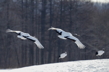 飛翔する美しいタンチョウ鶴-red-crowned cranes in flight-