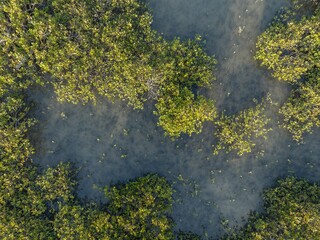 Aerial view of vibrant mangrove forest. Healthy ecosystem thrives in shallow water. Nature's beauty. TAHUNA TOREA, GLENDOWIE, AUCKLAND, NZ