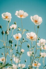 Fototapeta premium White Dog Rose Flowers Bloom Against a Vibrant Blue Sky, Spring, Nature, Floral Background
