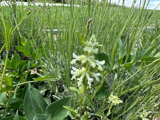 Stachys recta plant blooms white lowers in the field. Close-up. Stachys recta, commonly known as...