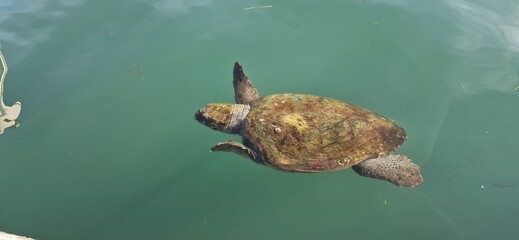 sea turtle swimming in ocean