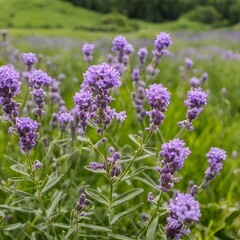 Obraz premium sea lavender with its delicate purple flowers