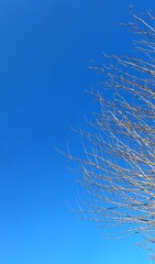 Leafless branches of a tree against a blue sky in winter