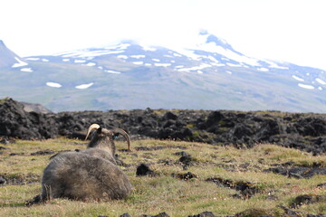 Iceland, wild nature in the land of fire and ice, flocks of sheep, horses and ponies in vast meadows, volcanoes surrounded by black lava fields, glaciers, ice floes floating in the ocean, waterfalls