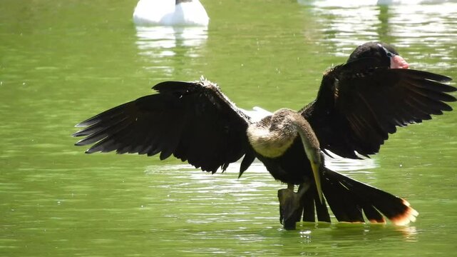 An Anhinga bird with it's wings open standing on a branch in a lake.