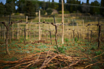 bush grapes seasonal spring pruning