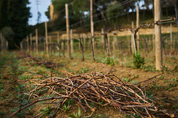 bush grapes seasonal spring pruning
