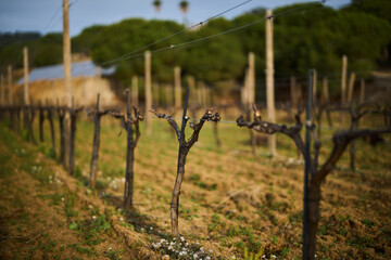 bush grapes seasonal spring pruning