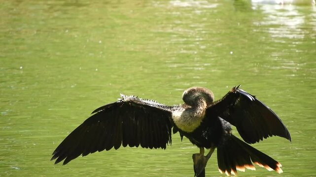 An Anhinga bird with it's wings open standing on a branch in a lake.