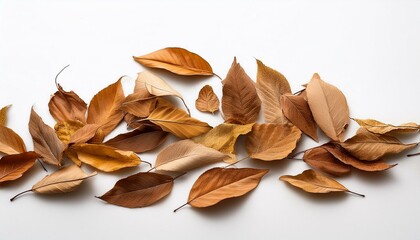 ばらまかれてる枯れ葉と白い背景