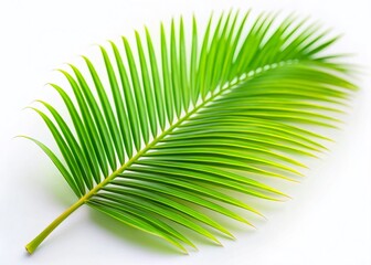 Obraz premium Miniature Palm Leaf, Isolated White Background, Tilt-Shift Photography, Tropical Plant