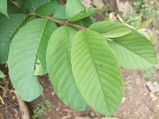 The green guava leaves are still fresh. The benefits of green guava leaves for treating diarrhea