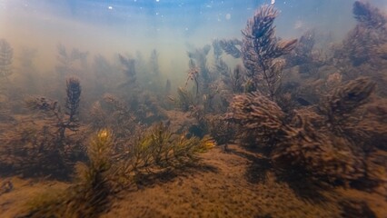 hornwort weed on silt sediment substrate, green algae bloom underwater ecology threat, low visibility murky water, organic particle mud, environment explore, shallow freshwater river Buher in Lityn