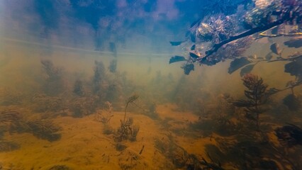 green algae bloom, hornwort and driftwood twig aquascape, silt sediment substrate, low visibility murky muddy water after rainfall, ecology threat, surface reflection, shallow river Buher in Lityn
