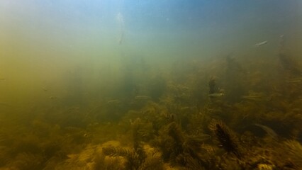 sunbleak schooling fish shoal hide at bottom, silt sediment substrate, hornwort algae bloom, low visibility murky muddy water, ecology threat, high noise, shallow dof, shallow river Buher in Lityn