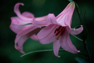 日本のササユリ