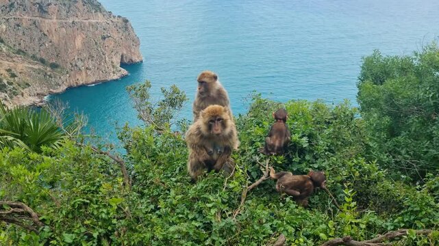 A cute family of Barbary macaques sits on a tree at the edge of the cliffs in Bejaia, Algeria with the Mediterranean Sea stretching below them. The two babies are happily playing with each other