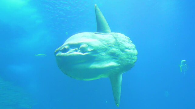Underwater exploration reveals unique sunfish swimming gracefully near coral reefs
