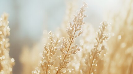 Sun-drenched golden grasses glisten under the soft morning light, capturing the serene beauty of nature with a sense of delicate tranquility.