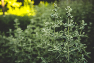 Close-up of vibrant green leaves with a fuzzy texture forming a lush background. Ideal for herbal garden, botanical research, or natural remedy concepts
