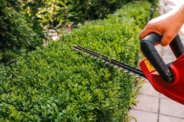 Close-up of an electric hedge trimmer cutting boxwood in a sunny garden. Ideal for yard upkeep,...