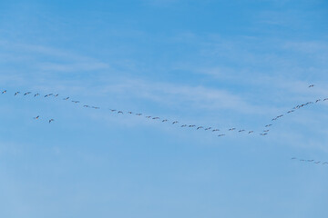 A wedge of geese flies in the blue sky. Bird migration.