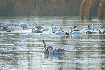 Mute swans and ducks swim in a hole in a frozen lake. Bird behavior