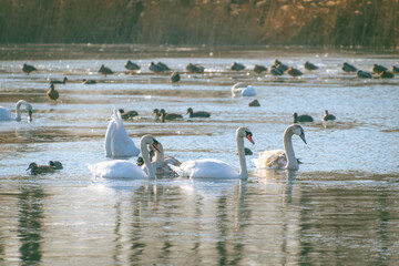 Mute swans and ducks swim in a hole in a frozen lake. Bird behavior
