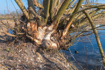 Tree trunks gnawed by beavers. Animal behavior.