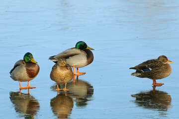 Mallards standing on the ice of a frozen lake. Bird behavior