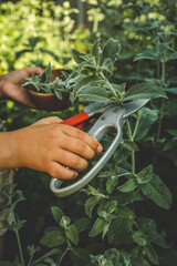 Harvesting fuzzy green leaves into a wooden bowl from a lush garden. Perfect for herbal remedies,...