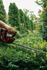 Close-up of an electric hedge trimmer cutting boxwood in a sunny garden. Ideal for yard upkeep,...