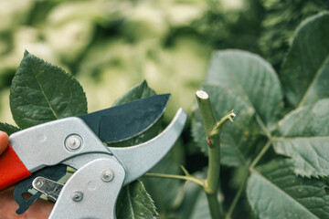 Close-up of garden pruning shears cutting a green rose stem. Gardening tool used for plant care,...