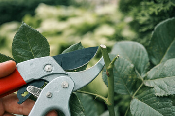 Close-up of garden pruning shears cutting a green rose stem. Gardening tool used for plant care,...
