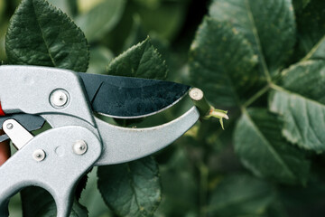 Close-up of garden pruning shears cutting a green rose stem. Gardening tool used for plant care,...