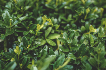 Close-up of lush green hedge with fresh leaves in a garden. Vibrant foliage in soft sunlight, creating a natural outdoor background with depth and texture