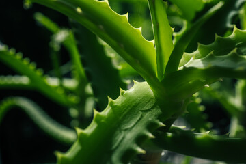 Close-up of green aloe vera plant with sharp, spiky leaves. The thick, fleshy leaves are...