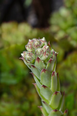 Common houseleek flower buds