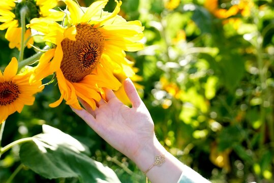 sunflower and hand