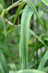 Variegated Giant reed leaves