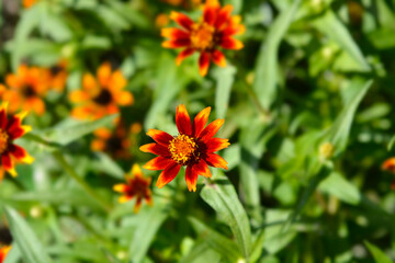 Old Mexico zinnia flowers