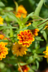 Mexican zinnia flowers