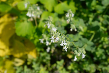Catmint Snowflake flowers