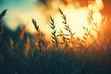 Glowing blades of grass dance softly in the warm sunlight during a serene evening in a meadow