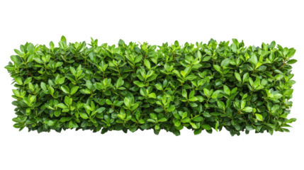 Lush green hedge, perfect for landscaping and garden design. transparent PNG