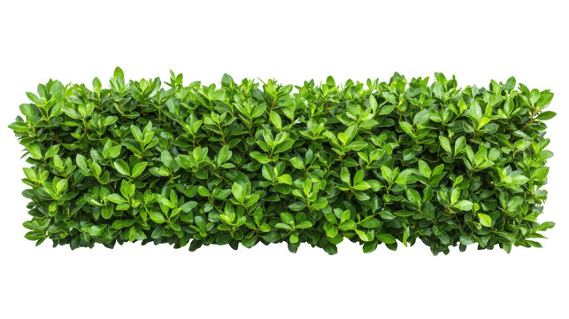 Lush green hedge, perfect for landscaping and garden design. transparent PNG