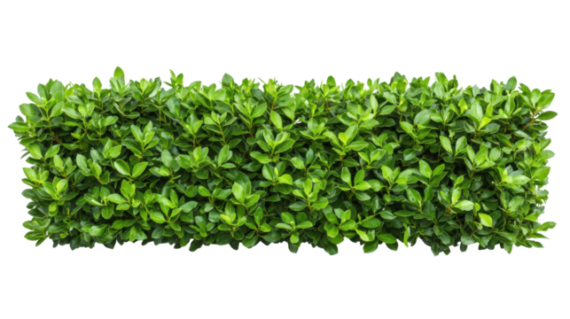 Lush green hedge, perfect for landscaping and garden design. transparent PNG