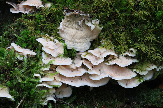 Phlebia tremellosa, aslo called Merulius tremellosus, commonly known as trembling merulius or jelly rot fungus